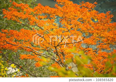 Autumn leaves on the Shomagawa River Autumn leaves on the Shomagawa River 108565820