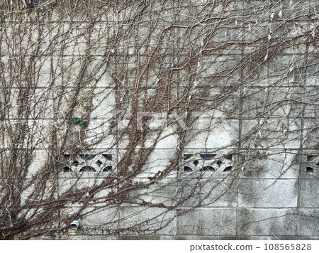 Old and new ivy and outer walls and new green leaves 108565828