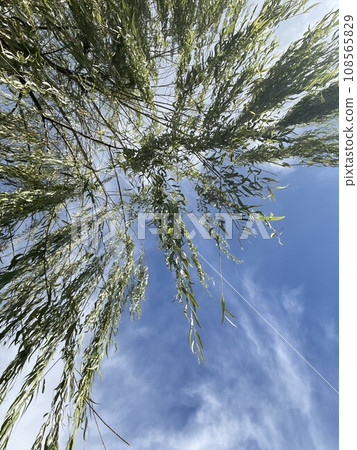 When I look up at the willow, I see a blue sky 108565829