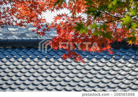【日式背景素材】鮮紅的楓葉和瓦片屋頂 108565898