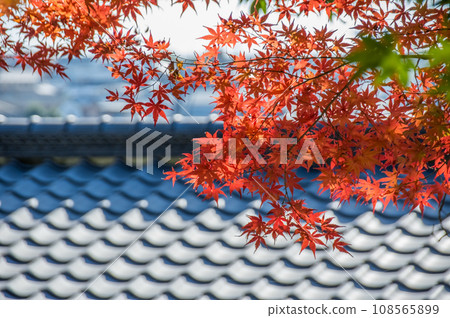 【日式背景素材】鮮紅的楓葉和瓦片屋頂 【日式背景素材】鮮紅的楓葉和瓦片屋頂 108565899