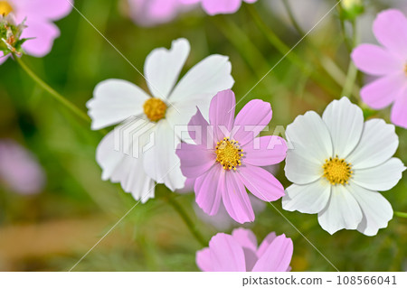 秋天的陽光下綻放的波斯菊 108566041