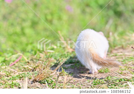 Cute butt of a ferret taking a walk Cute butt of a ferret taking a walk 108566152
