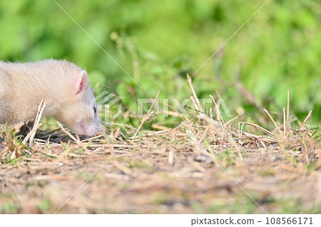 ferret walking ferret walking 108566171