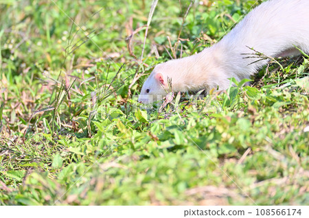 ferret walking 108566174