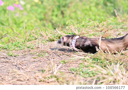 ferret walking ferret walking 108566177