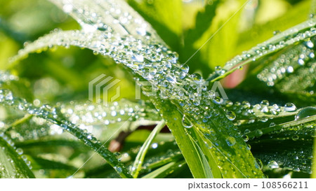 Morning dew 108566211