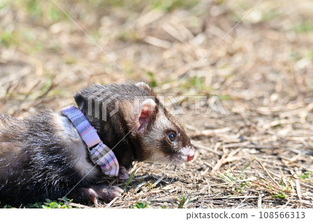 Ferrets roaming freely 108566313