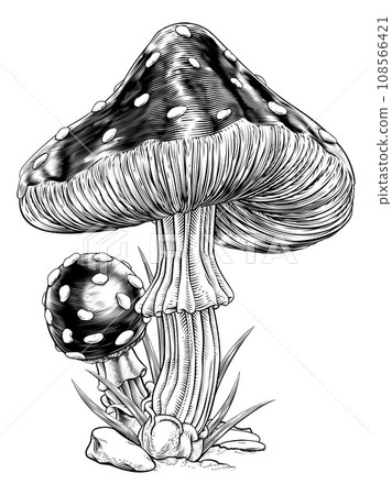 Mushrooms Toadstools Vintage Engraved Woodcut Mushrooms Toadstools Vintage Engraved Woodcut 108566421