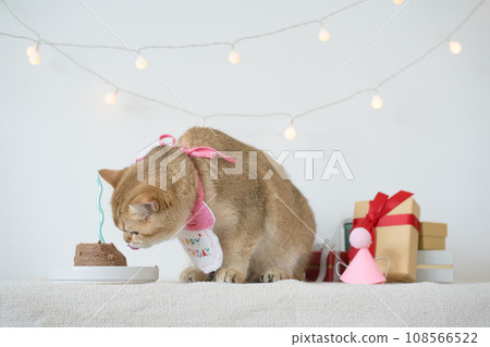 international cat day concept with gold british cat eat food on table with birthday party decoration background 108566522
