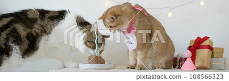 international cat day concept with two cat eat food on table with birthday party decoration background 108566523