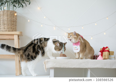 international cat day concept with two cat eat food on table with birthday party decoration background 108566526