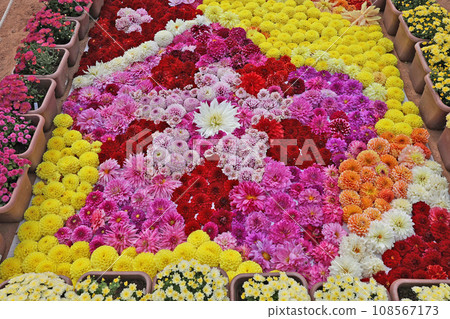 Dahlia's flower picture Dahlia's flower picture 108567173