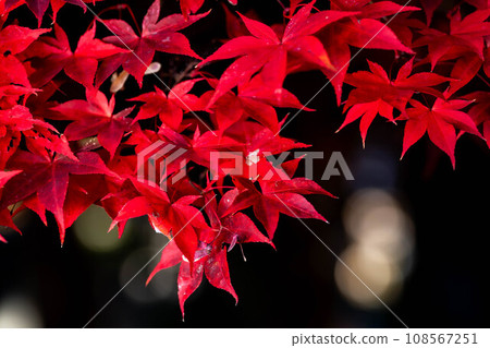 [Autumn leaves material] Maple taken in a chic atmosphere [Nagano Prefecture] 108567251