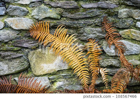 Fern and stone background, Spania Dolina village, Slovakia Fern and stone background, Spania Dolina village, Slovakia 108567466