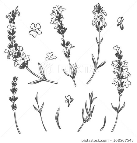 Black line lavender sketch. Vector set of illustrations of fragrant herb. Vintage retro sketch element for design of labels, packaging, textiles and cards. Black line lavender sketch. Vector set of illustrations of fragrant herb. Vintage retro sketch element for design of labels, packaging, textiles and cards. 108567543
