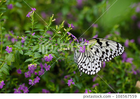 Scenery of fluttering giant butterflies, one of the largest species that inhabits Japan. Scenery of fluttering giant butterflies, one of the largest species that inhabits Japan. 108567559