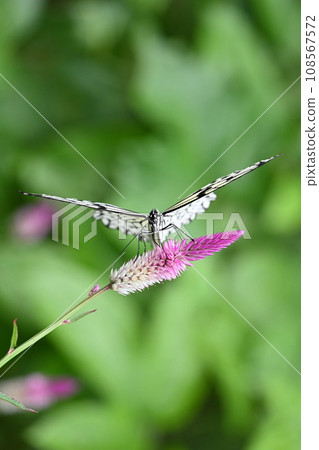 Scenery of fluttering giant butterflies, one of the largest species that inhabits Japan. Scenery of fluttering giant butterflies, one of the largest species that inhabits Japan. 108567572