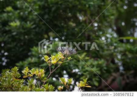 Beautiful landscape of butterflies sucking nectar from flowers 108567812