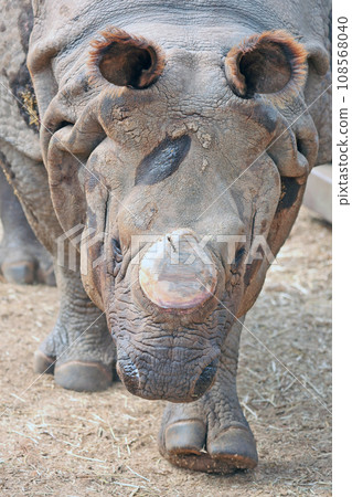 印度戒指 108568040