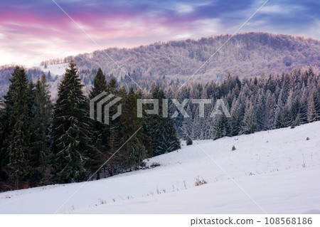 winter scenery with forest in hoarfrost. landscape with trees on snow covered hills at dusk 108568186