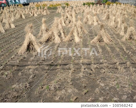 Rice field after harvest ① Rice field after harvest ① 108568242