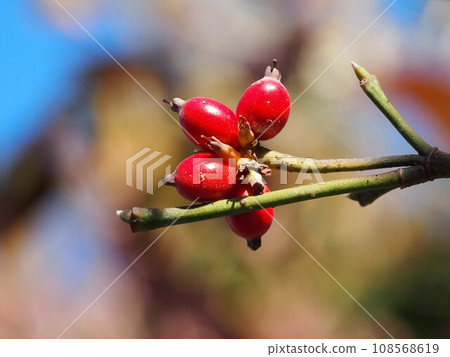 沐浴在早晨陽光下的山茱萸（秋天的天空和樹枝上的花朵和漿果） 108568619