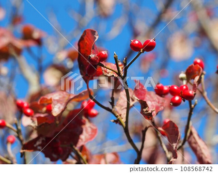 Lots of red berries! (Red berries of dogwood bathed in the autumn sun) Lots of red berries! (Red berries of dogwood bathed in the autumn sun) 108568742