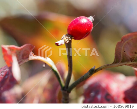 Close-up of flowers and berries on the tips of branches (red berries of dogwood bathed in sunlight filtering through the leaves) Close-up of flowers and berries on the tips of branches (red berries of dogwood bathed in sunlight filtering through the leaves) 108569019