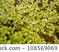 Grail of aquatic plants , duckweed on the water 108569069