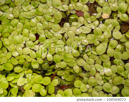 Grail of aquatic plants , duckweed on the water 108569072