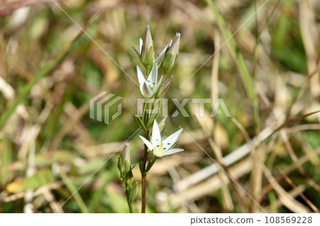 Flower of the assembly Flower of the assembly 108569228