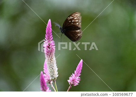 Beautiful landscape of butterflies sucking nectar from flowers Beautiful landscape of butterflies sucking nectar from flowers 108569677