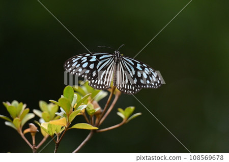 Beautiful landscape of butterflies sucking nectar from flowers 108569678