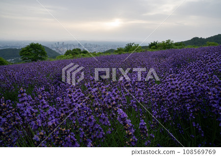 Sapporo city and lavender seen from Bihoro Pass, Hokkaido 108569769