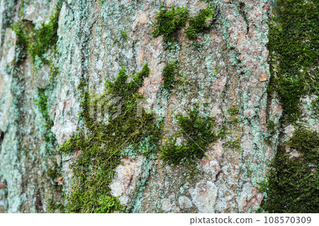 Moss on the light tree bark Moss on the light tree bark 108570309
