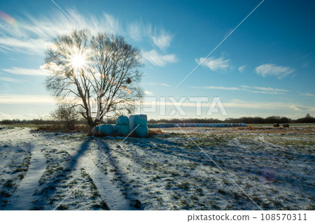 The sun behind a large tree on a snow-covered meadow The sun behind a large tree on a snow-covered meadow 108570311