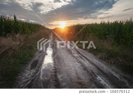 Sunset over dirt road with puddles and corn fields 108570312