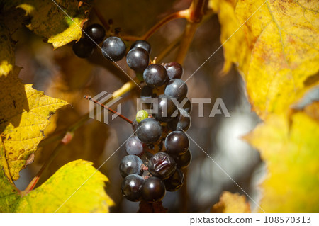 Close-up of ripe grapes with yellow leaves Close-up of ripe grapes with yellow leaves 108570313
