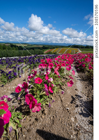 北海道美瑛四季夏山 北海道美瑛四季夏山 108570596