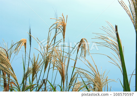 懸掛在風中搖曳 108570597