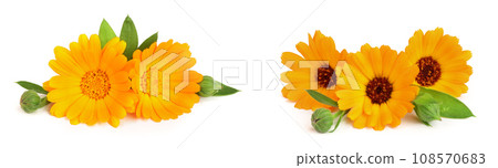 Calendula. Marigold flower with leaf isolated on white background 108570683