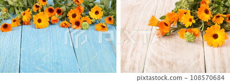Calendula officinalis. Marigold flower with leaf on blue wooden background with copy space for your text 108570684