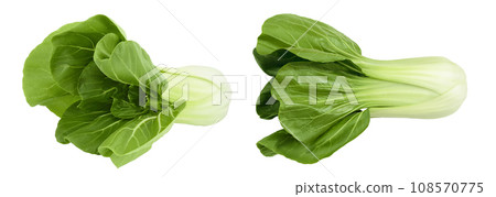 Fresh pak choi cabbage isolated on white background with full depth of field Fresh pak choi cabbage isolated on white background with full depth of field 108570775