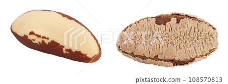 Brasil nut isolated on white background with full depth of field 108570813