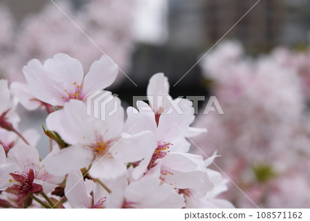Cherry blossom Cherry blossom 108571162