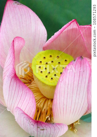 粉紅色蓮花中探出的蜂巢狀螢光黃綠色花蕾（使用微距鏡頭，戶外自然光，特寫照片） 108571293