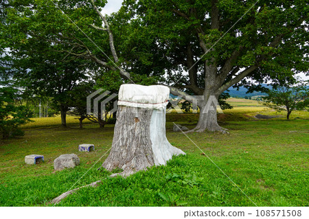 Three oak trees that have become two Three oak trees that have become two 108571508