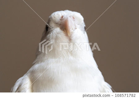Cockatiel face seen from below Cockatiel face seen from below 108571782