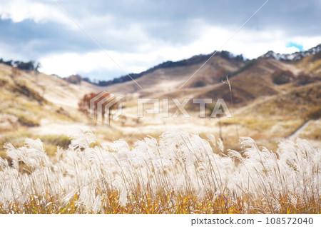 Susuki in the plateau 108572040